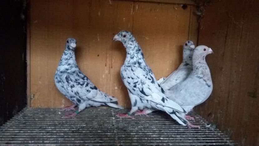  - ANDALUZI HOMOZIGOTI