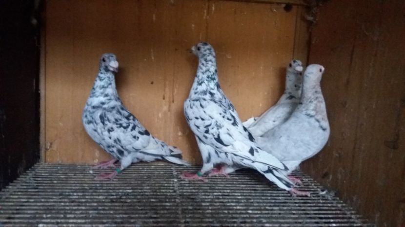  - ANDALUZI HOMOZIGOTI