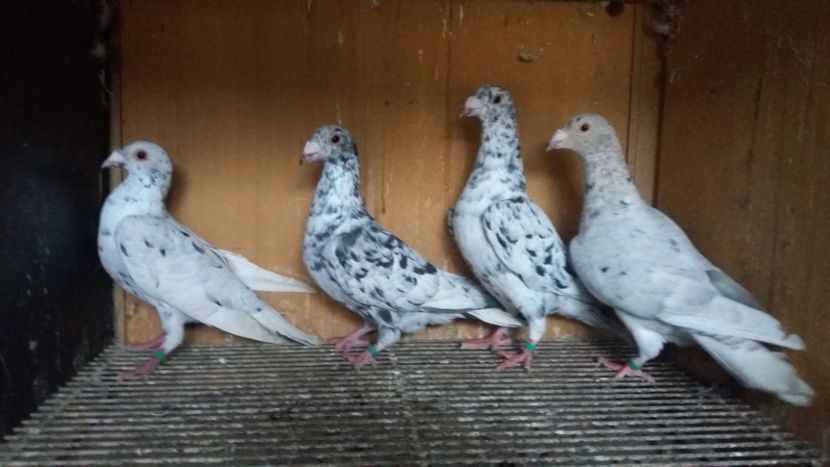  - ANDALUZI HOMOZIGOTI