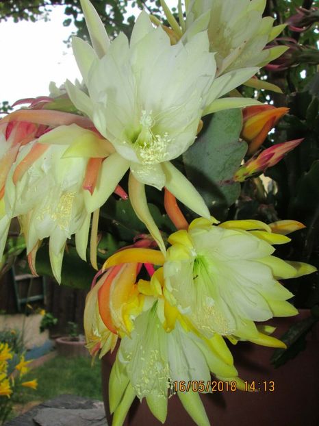 going bananas - stoc limitat