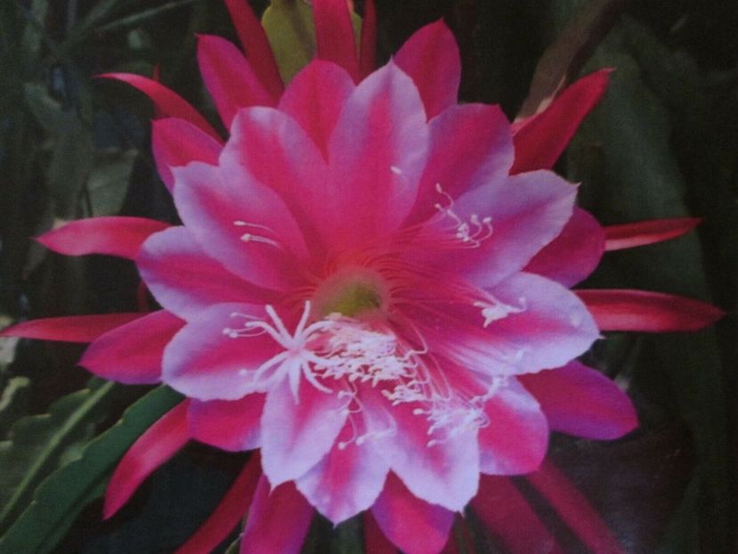 morgenrothe - stoc limitat