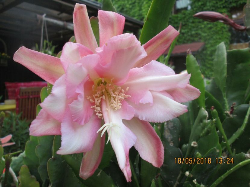 puppy love - stoc limitat