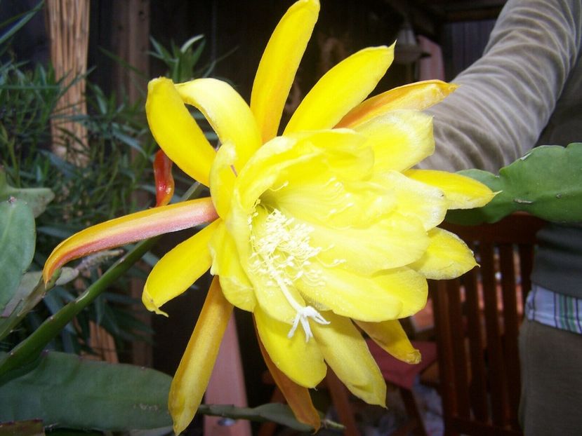 golden octopus - stoc limitat