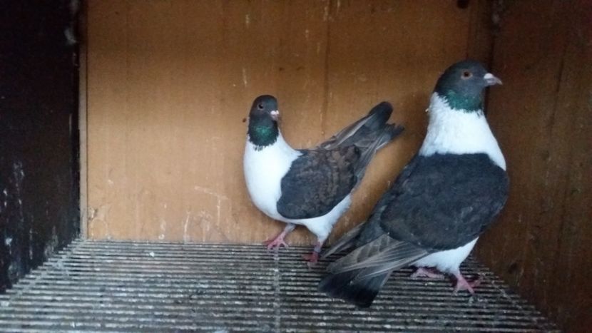 20191109_163325(0) - STRASSER