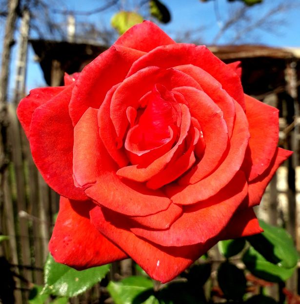  - TRANDAFIRI_2019_2020_2024