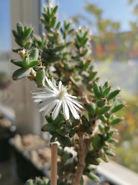 Trichodiadema peersii - Trichodiadema