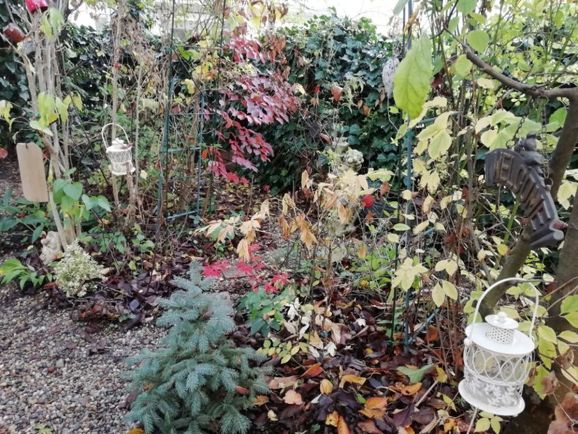  - Grădina 2019 sfârșit de sezon