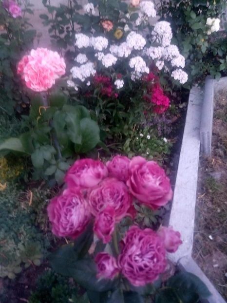 received_2415398608710347 - Trandafiri mei frumoși