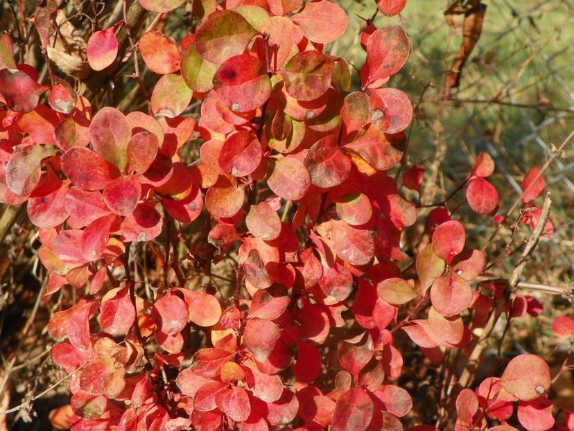 berberis Maria - Dobarland 2019 4