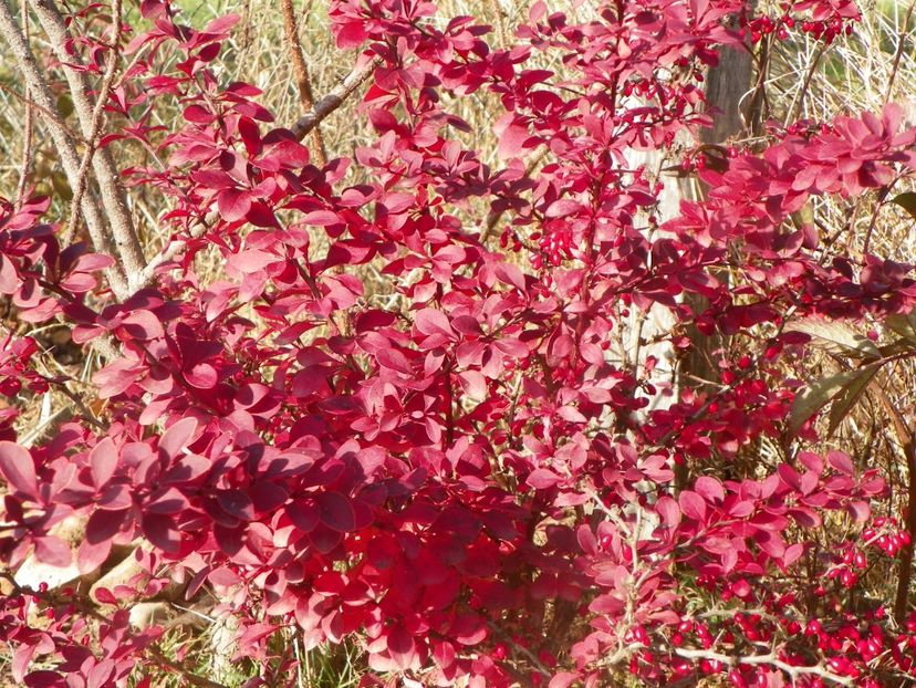 berberis Golden Ring - Dobarland 2019 4