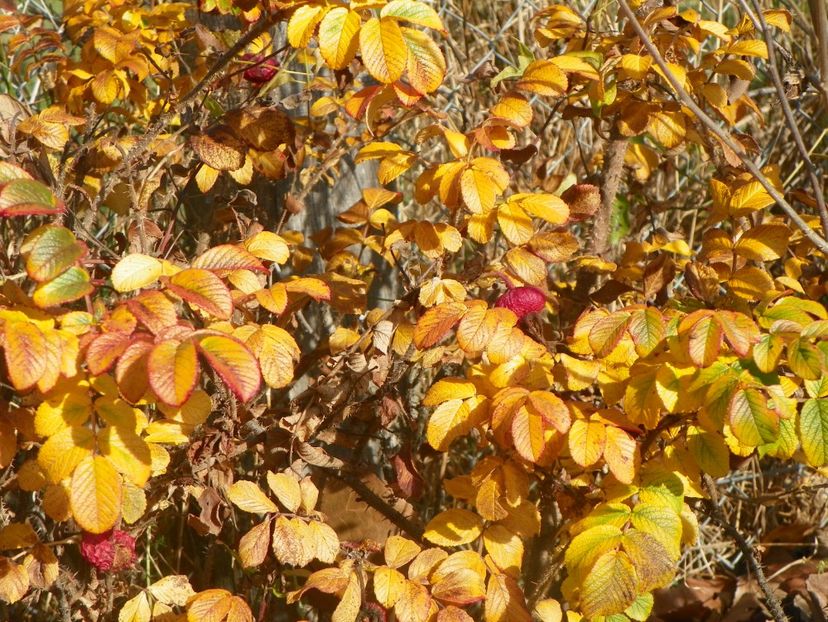 Belle Poitevine - Dobarland 2019 4