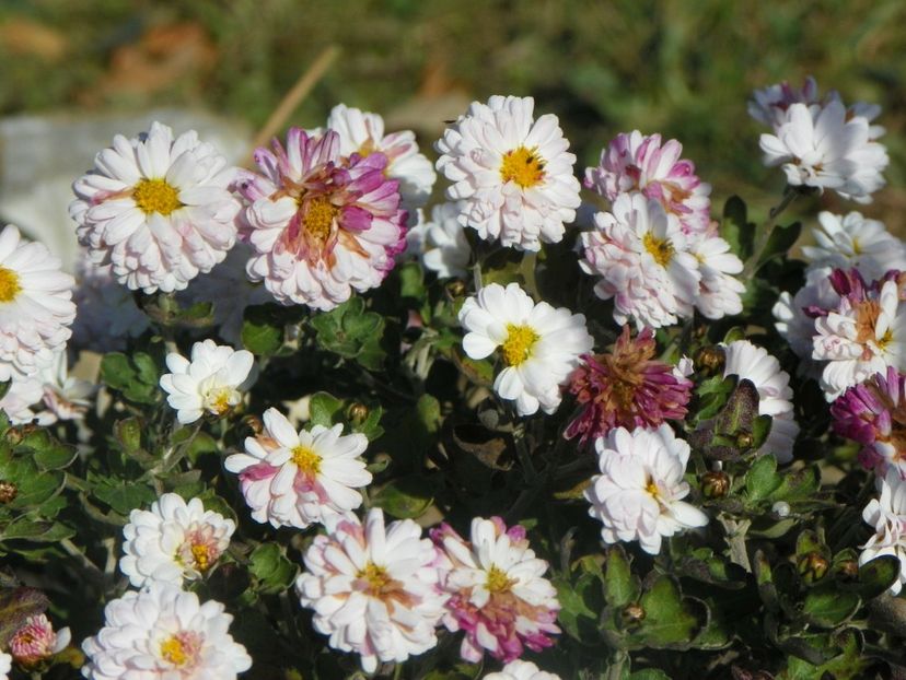 chrysanthemum Julia - Dobarland 2019 4