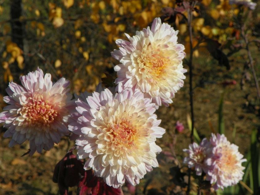 tufanele - Dobarland 2019 4