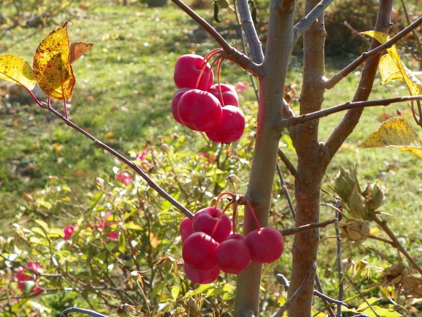 malus Red Sentinel - Dobarland 2019 4
