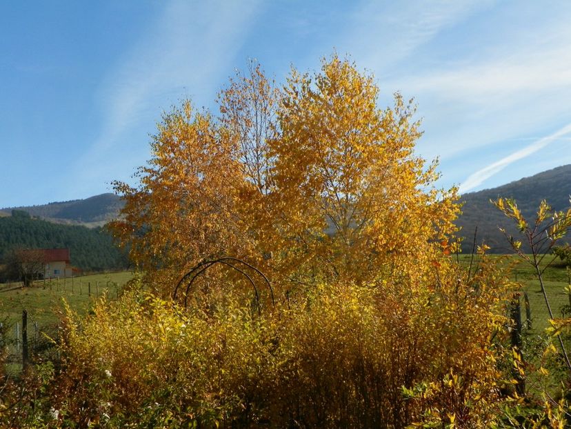 ulm de Turkestan si mesteceni - Dobarland 2019 4