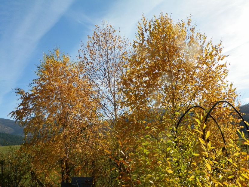 mesteceni - Dobarland 2019 4