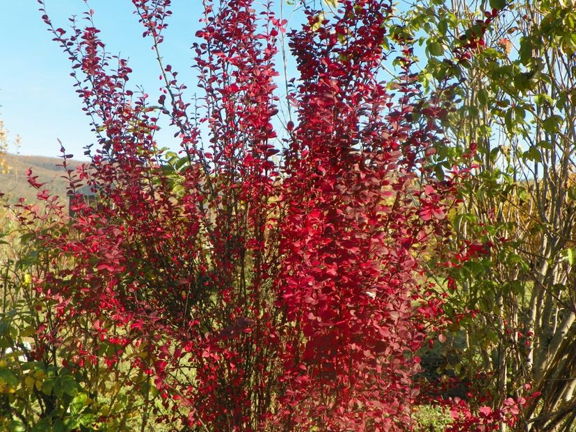 berberis Orange Rocket - Dobarland 2019 4