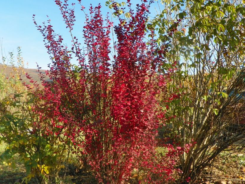 berberis Orange Rocket - Dobarland 2019 4