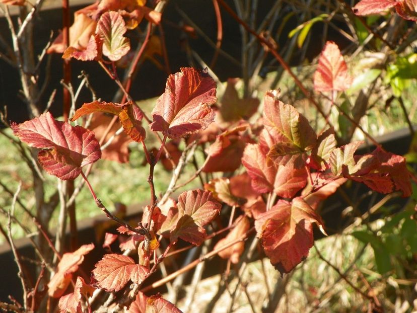 physocarpus Amber Jubilee - Dobarland 2019 4