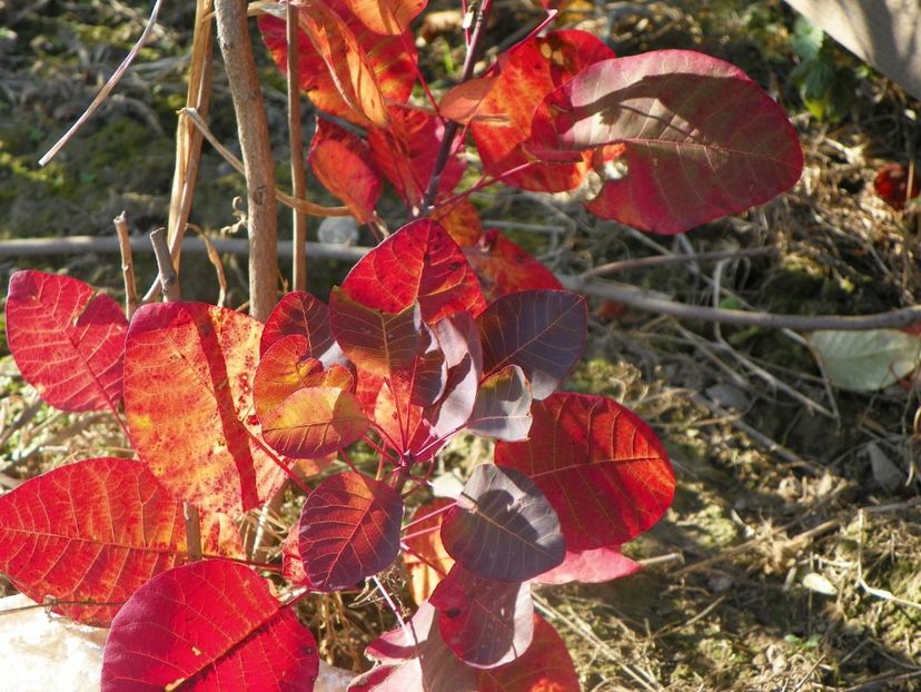 cotinus coggyria - Dobarland 2019 4