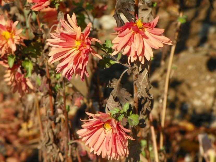 tufanele - Dobarland 2019 4