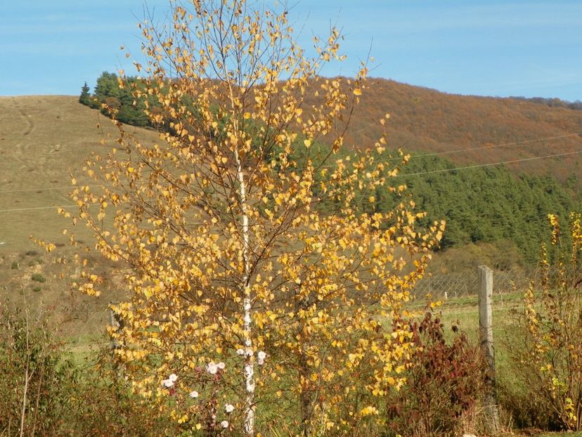 mesteacan - Dobarland 2019 4