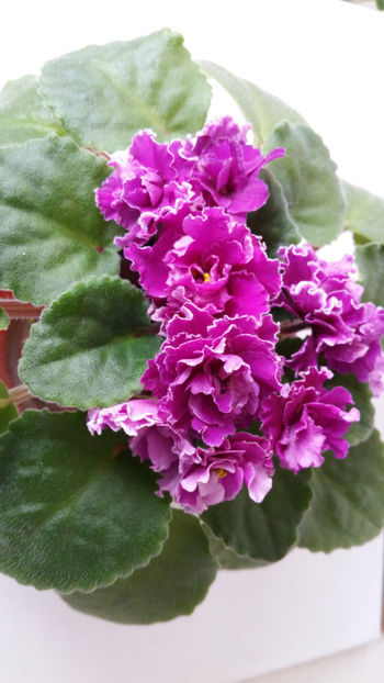 Ness Cranberry Lace - Violete 2019