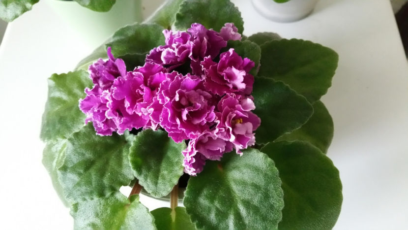 Ness Cranberry Lace - Violete 2019