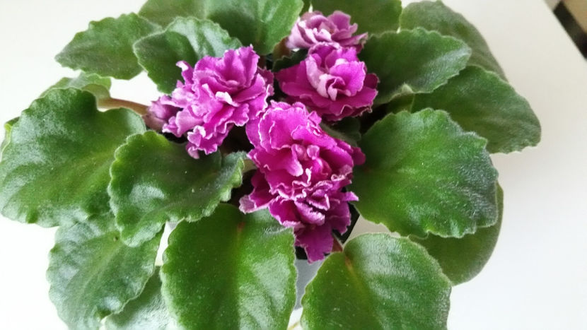  - Violete 2019