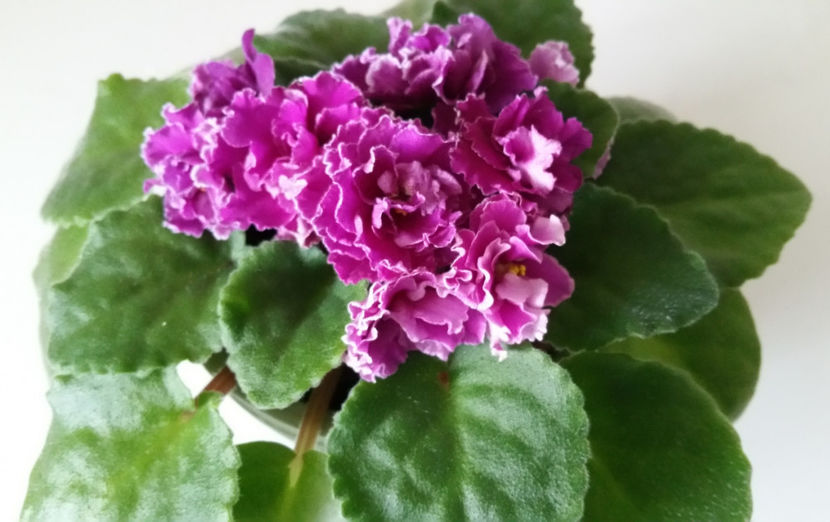  - Violete 2019