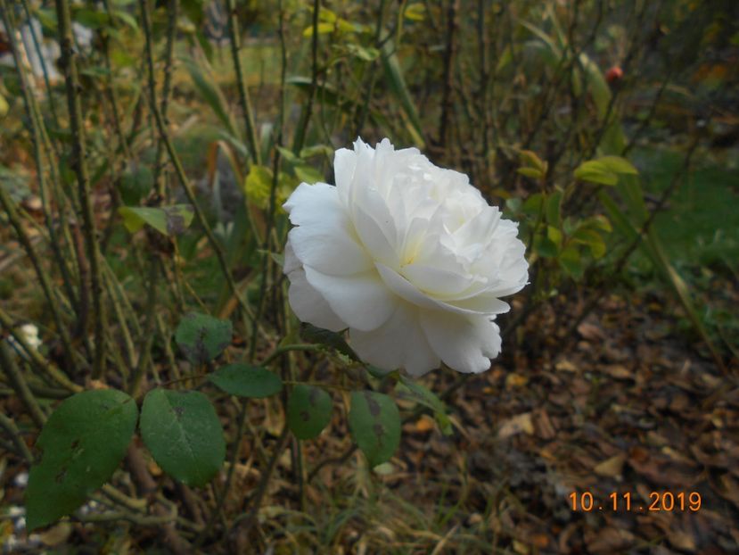 winchester cathedral - 2Toamna 2019