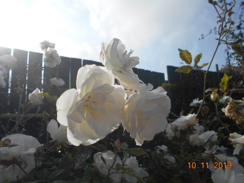 schneewitcheen - 2Toamna 2019