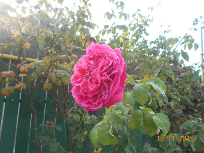 madame isaac pereire - 2Toamna 2019