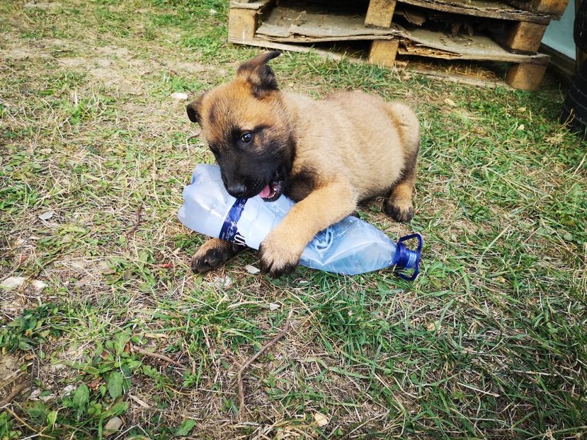  - Pui Ciobănesc Belgian Malinois