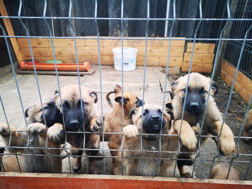  - Pui Ciobănesc Belgian Malinois