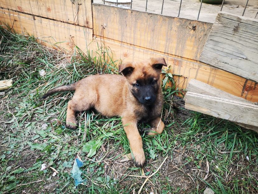  - Pui Ciobănesc Belgian Malinois