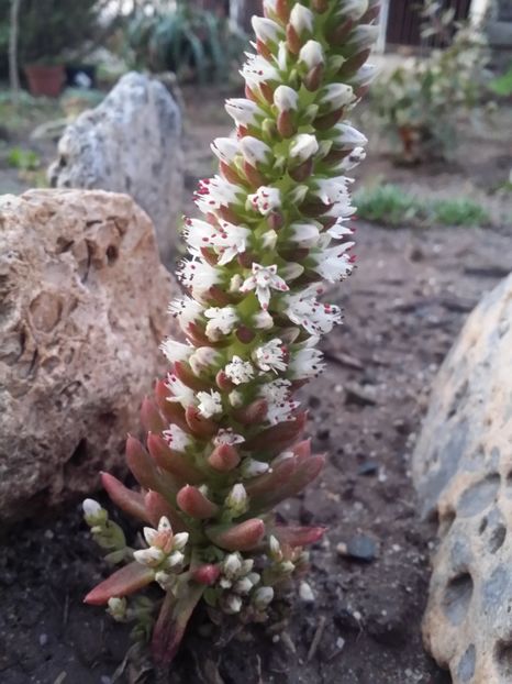  - curtea cu toate cele 2019