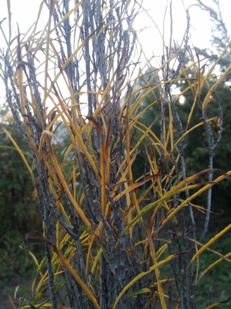  - curtea cu toate cele 2019