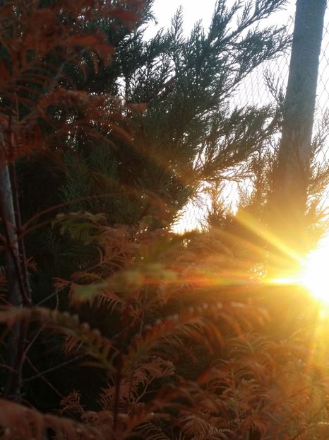  - curtea cu toate cele 2019