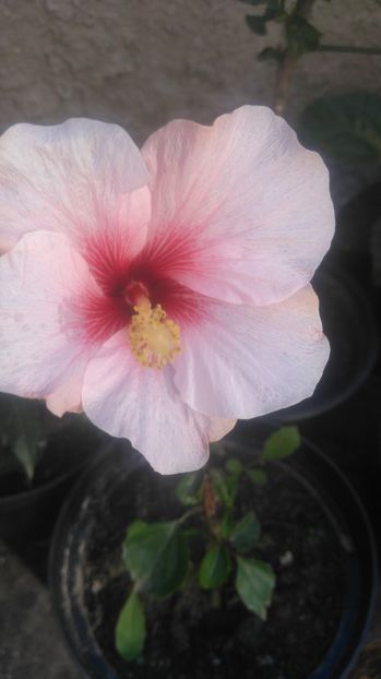  - Hibiscus