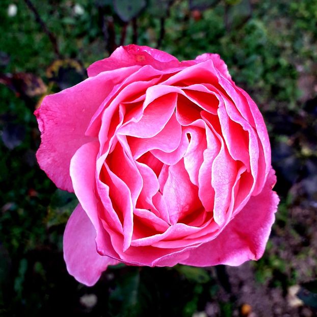  - TRANDAFIRI_2019_2020_2024