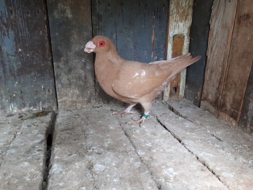 F - I3 _ tineret 2019