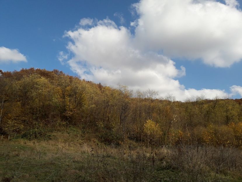  - AAAAA__TOAMNA 2019