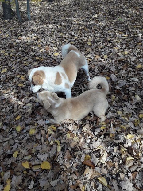  - AAAAA__TOAMNA 2019