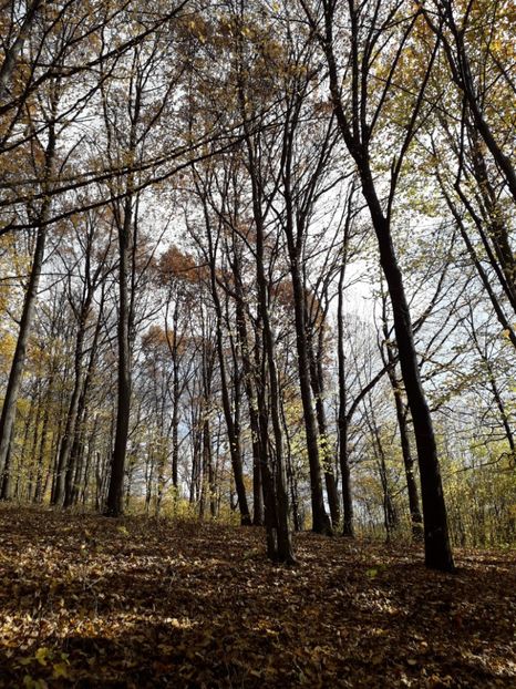  - AAAAA__TOAMNA 2019