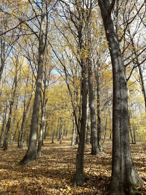  - AAAAA__TOAMNA 2019