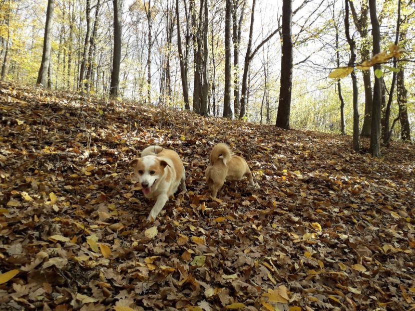  - AAAAA__TOAMNA 2019