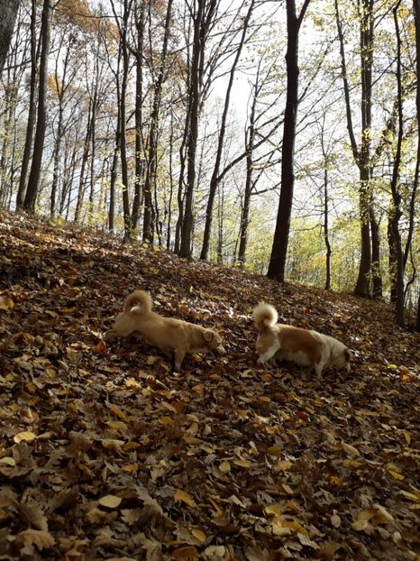  - AAAAA__TOAMNA 2019