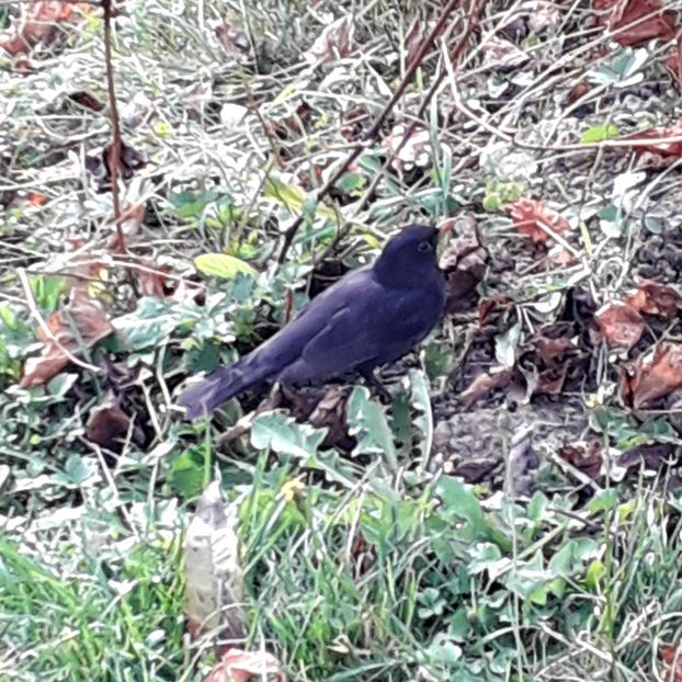  - AAAAA__TOAMNA 2019