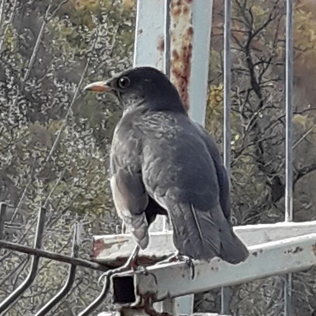  - AAAAA__TOAMNA 2019